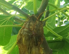 Chydarteres striatus