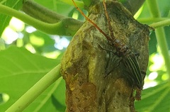 Chydarteres striatus