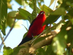Ramphocelus bresilius