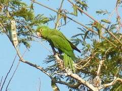 Psittacara leucophthalmus