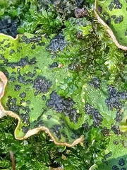 Peltigera leucophlebia