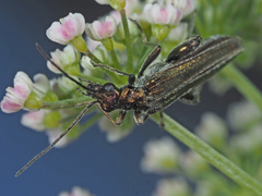 Oedemera virescens