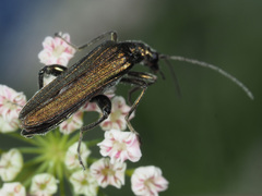 Oedemera virescens