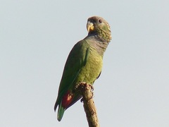 Pionus maximiliani