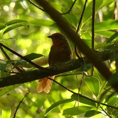 Phacellodomus erythrophthalmus