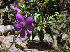 Pleroma reitzii