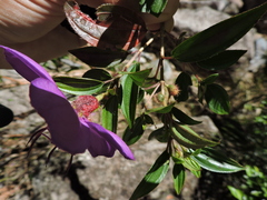 Pleroma reitzii