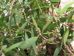 Melaleuca cajuputi cumingiana