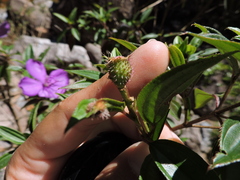 Pleroma reitzii
