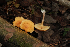 Gymnopilus penetrans
