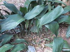 Aspidistra