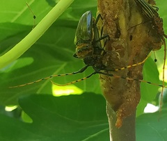 Retrachydes thoracicus