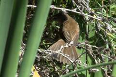 Acrocephalus gracilirostris
