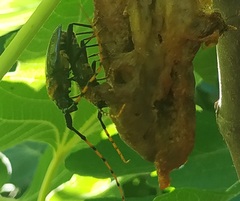 Retrachydes thoracicus