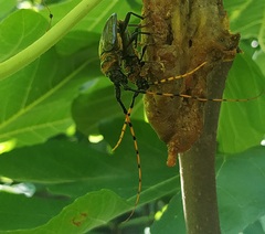 Retrachydes thoracicus