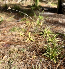 Rhynchospora ciliaris