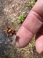 Rhynchospora ciliaris