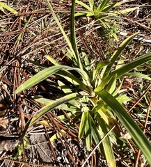 Rhynchospora ciliaris