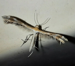 Stangeia xerodes
