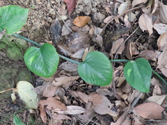 Epipremnum aureum