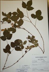 Rubus uniformis
