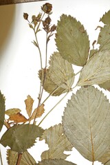 Rubus uniformis