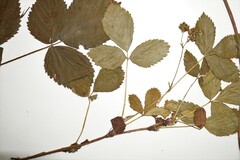 Rubus uniformis