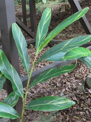 Alpinia zerumbet
