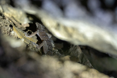 Cyrtodactylus lekaguli