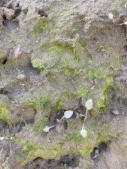 Vaucheria
