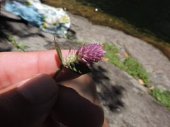 Gomphrena celosioides