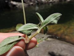 Gomphrena celosioides