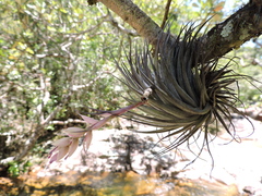 Tillandsia stricta