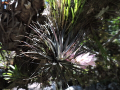 Tillandsia stricta