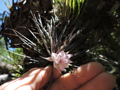 Tillandsia stricta