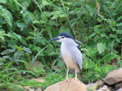 Nycticorax nycticorax nycticorax