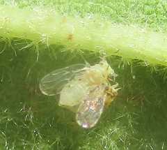Psyllidae