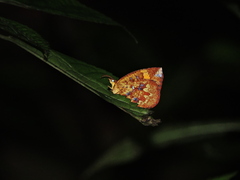 Callidula attenuata