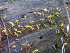 Calocera furcata