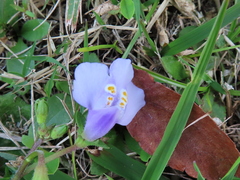 Mazus fauriei