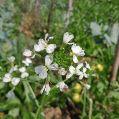 Raphanus sativus longipinnatus