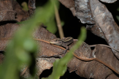 Liolaemus cyanogaster