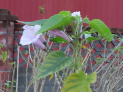 Ipomoea carnea fistulosa
