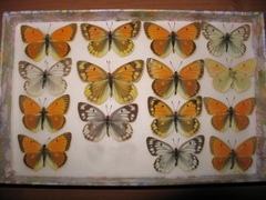 Colias heos