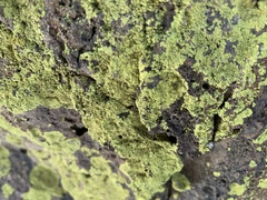 Acarosporaceae