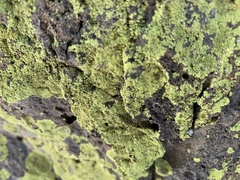 Acarosporaceae
