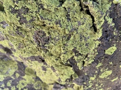 Acarosporaceae