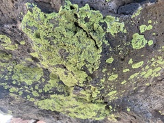 Acarosporaceae