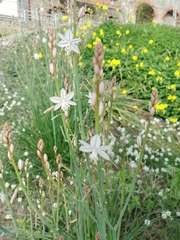 Asphodelus fistulosus