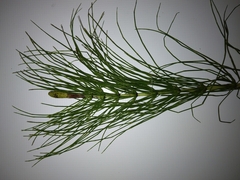 Equisetum telmateia